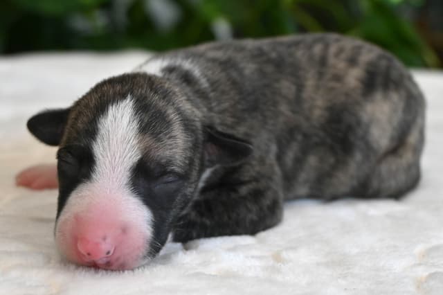 Whippet Puppies media 5