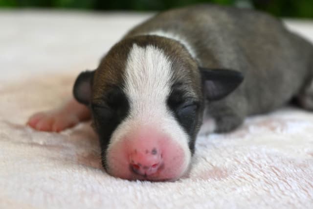 Whippet Puppies media 6
