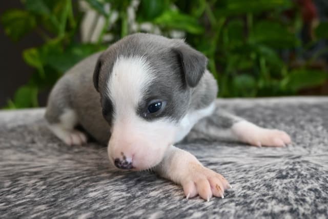 Whippet Puppies media 6