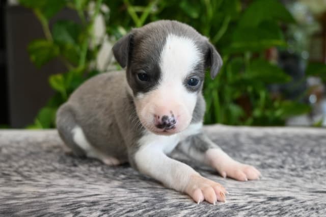Whippet Puppies media 7