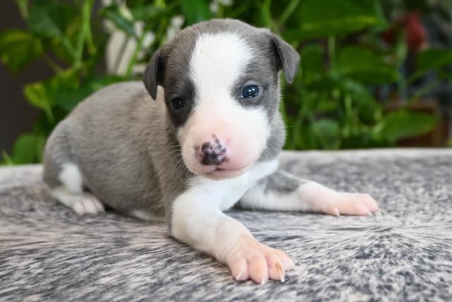 Whippet Puppies media 8