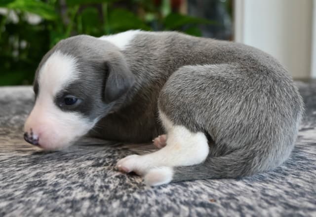 Whippet Puppies media 9