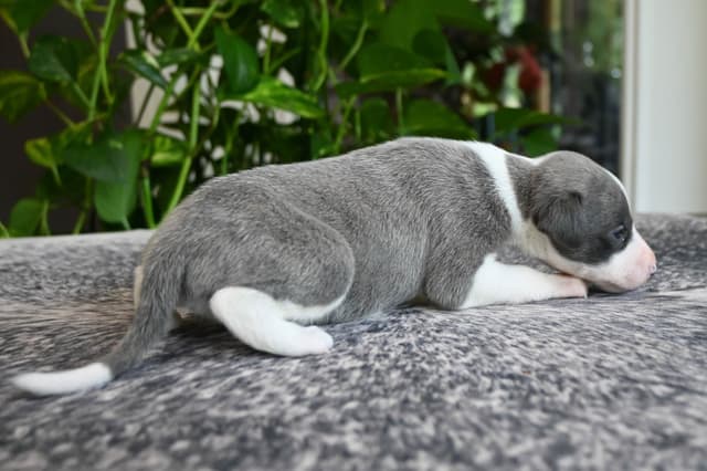 Whippet Puppies media 10