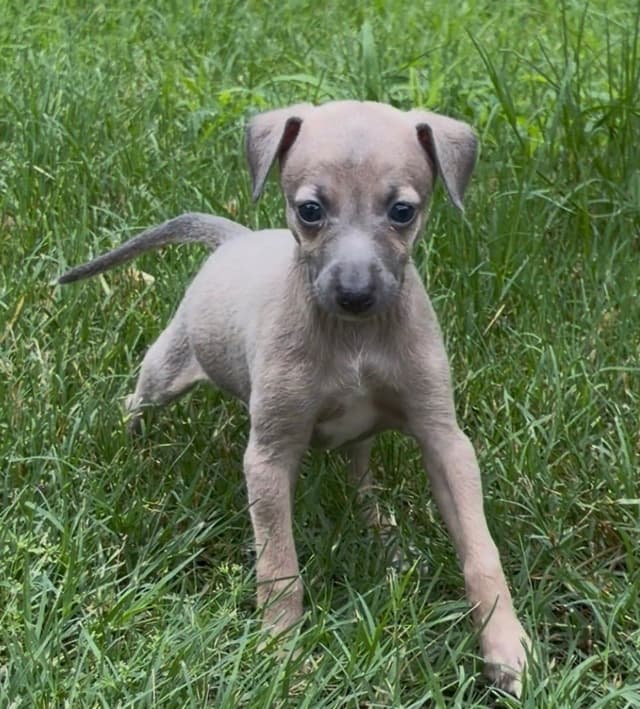 Italian Greyhound Puppies media 2