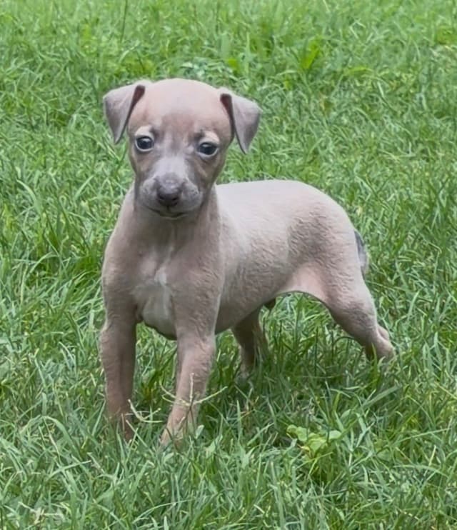 Italian Greyhound Puppies media 3