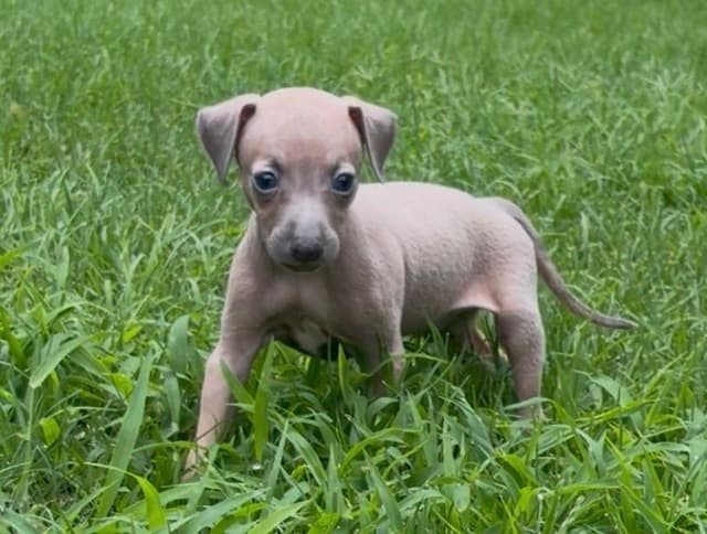 Italian Greyhound Puppies media 4