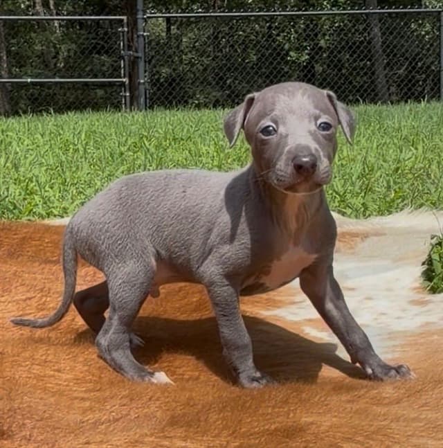 Italian Greyhound Puppies media 2