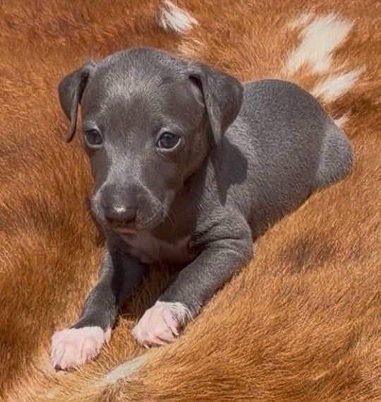 Italian Greyhound Puppies media 3