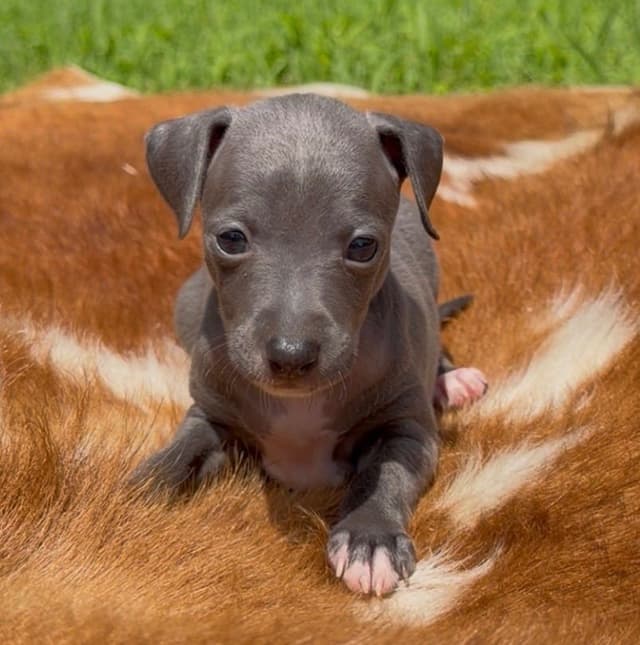 Italian Greyhound Puppies media 4