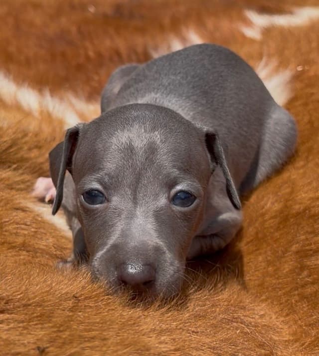 Italian Greyhound Puppies media 5