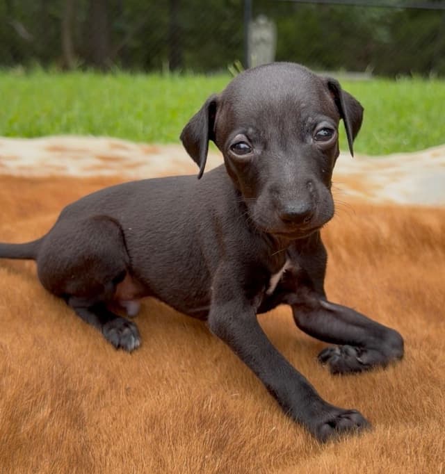 Italian Greyhound Puppies media 2
