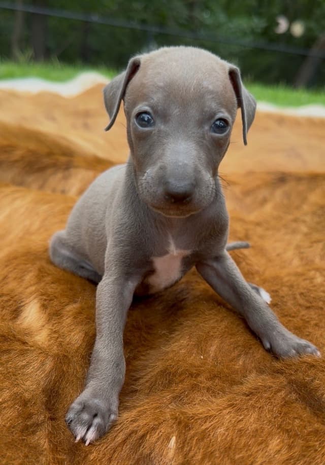 Italian Greyhound Puppies media 3