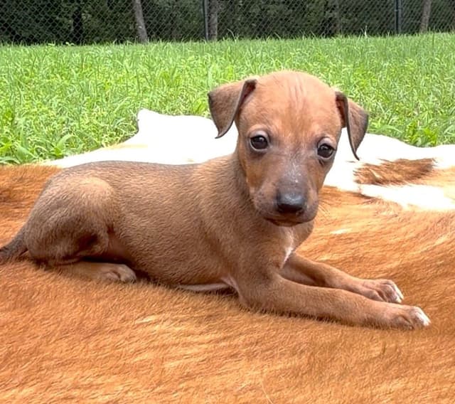 Italian Greyhound Puppies media 4