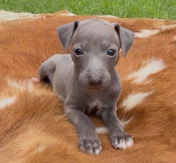 Italian Greyhound Puppies media 5