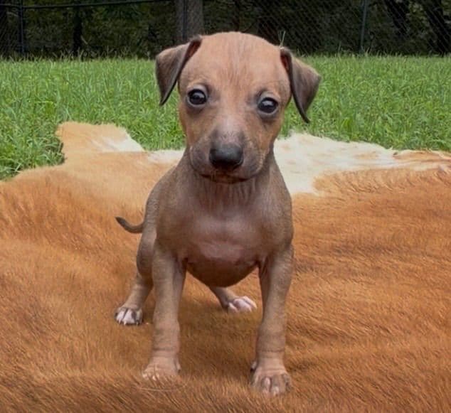 Italian Greyhound Puppies media 6