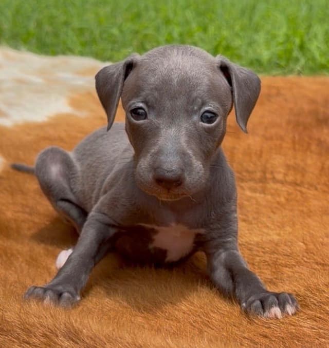 Italian Greyhound Puppies media 7