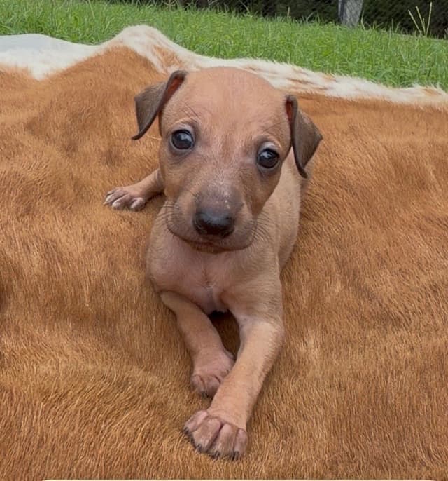 Italian Greyhound Puppies media 8