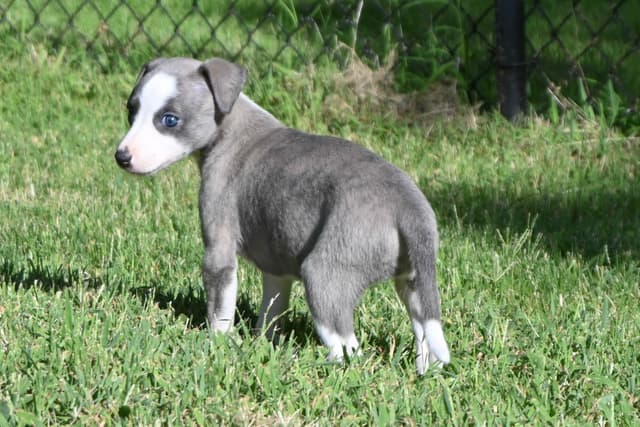 Whippet Puppies media 2