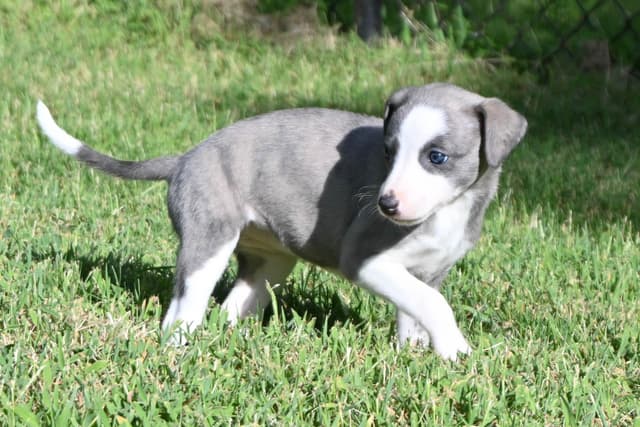 Whippet Puppies media 3