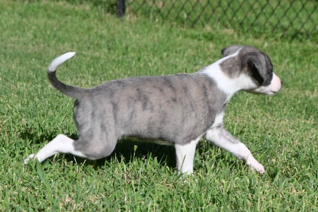 Whippet Puppies media 5