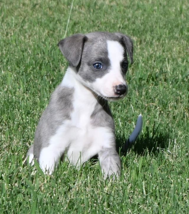 Whippet Puppies media 4