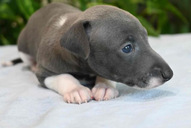Italian Greyhound Puppies media 2