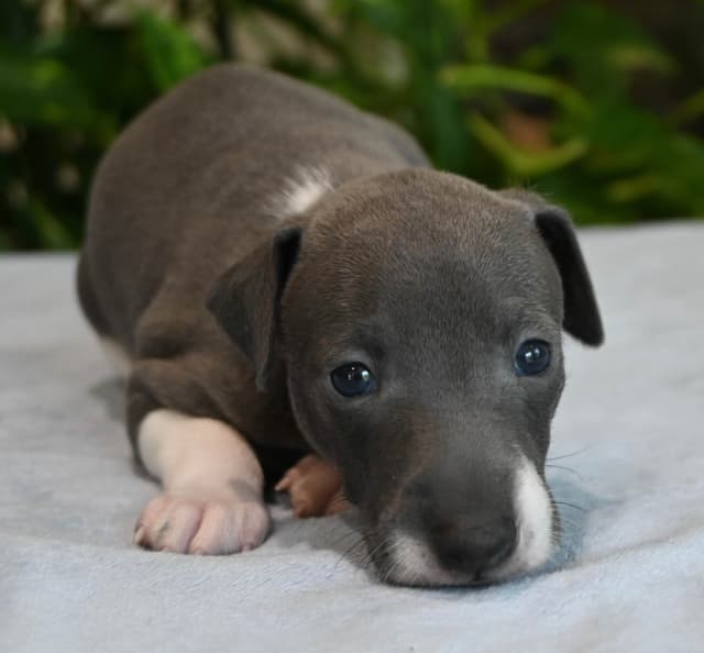 Italian Greyhound Puppies media 4