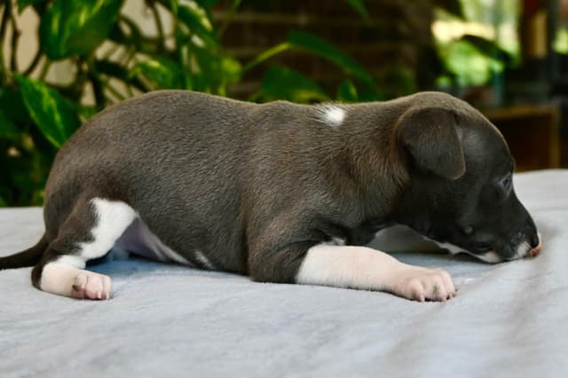 Italian Greyhound Puppies media 3