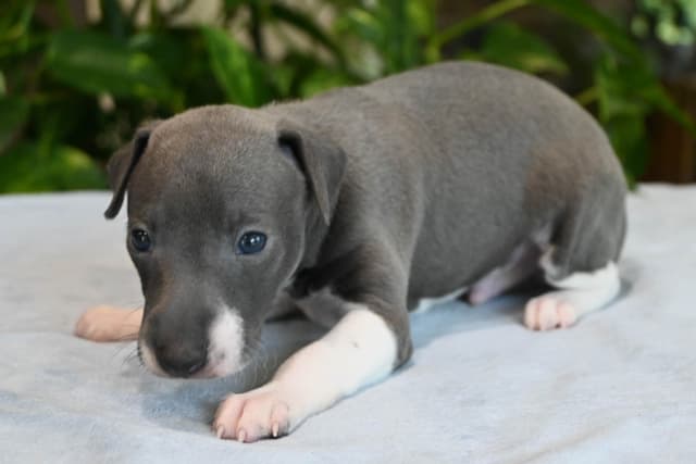 Italian Greyhound Puppies media 5