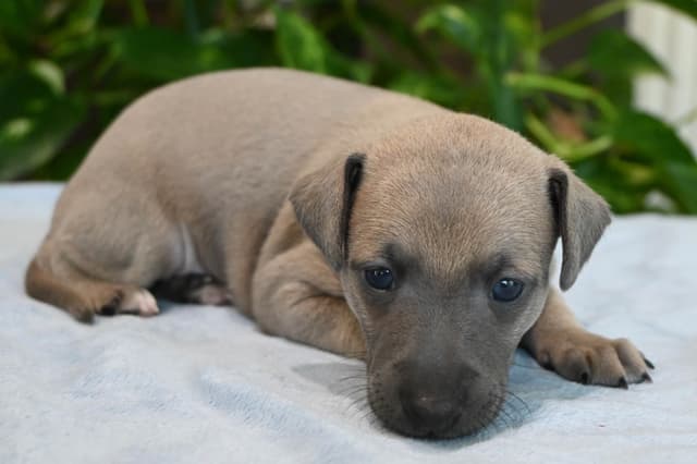 Italian Greyhound Puppies media 15