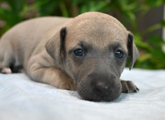 Italian Greyhound Puppies media 14