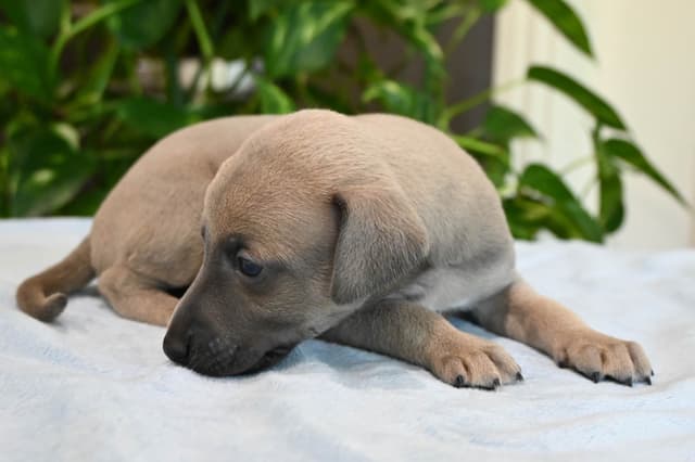 Italian Greyhound Puppies media 13