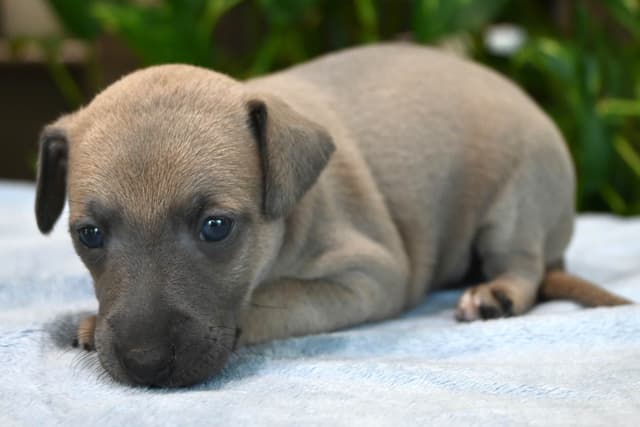 Italian Greyhound Puppies media 11