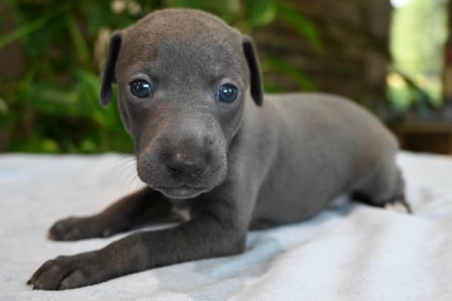 Italian Greyhound Puppies media 10