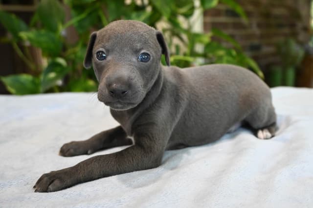 Italian Greyhound Puppies media 9