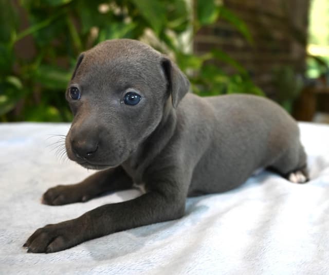 Italian Greyhound Puppies media 8