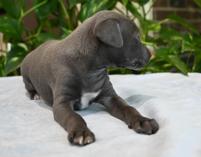 Italian Greyhound Puppies media 6