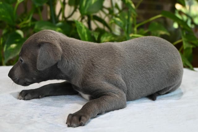 Italian Greyhound Puppies media 7