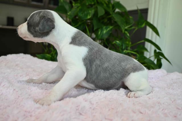 Whippet Puppies media 8