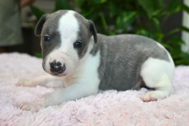 Whippet Puppies media 9