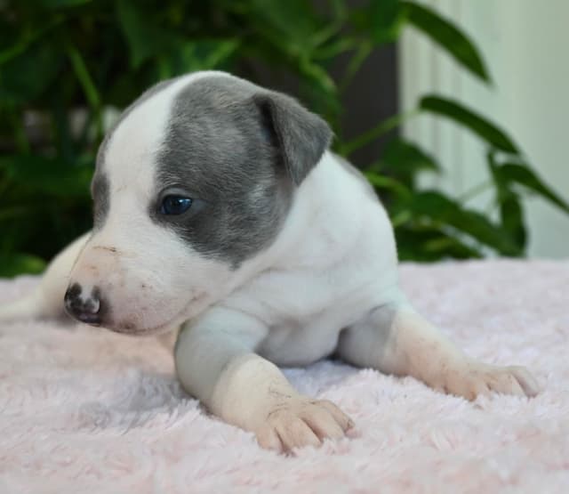 Whippet Puppies media 10