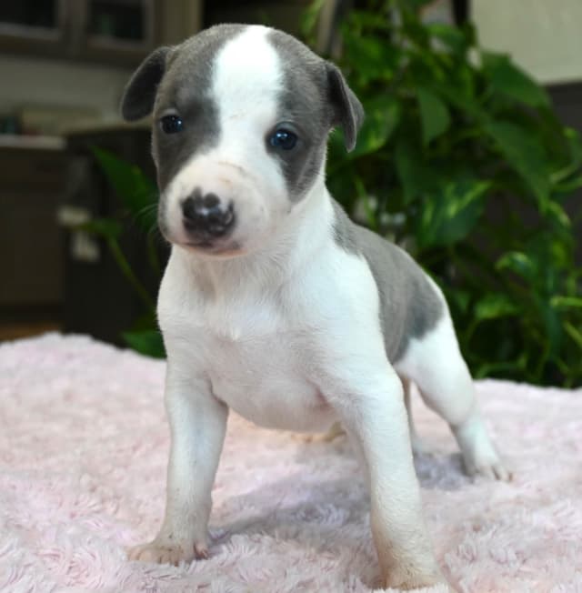Whippet Puppies media 11