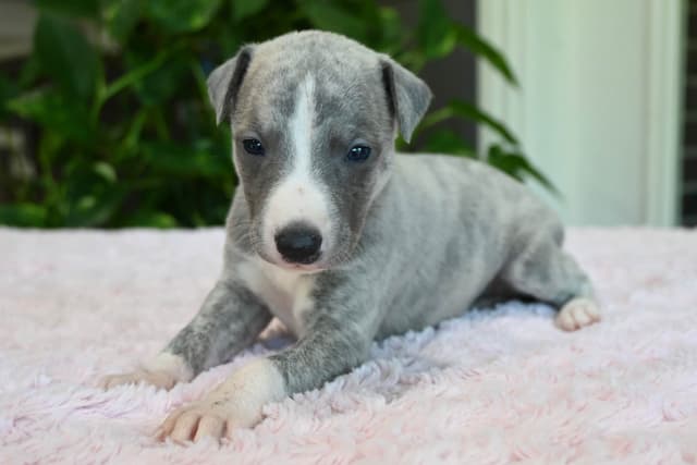 Whippet Puppies media 12