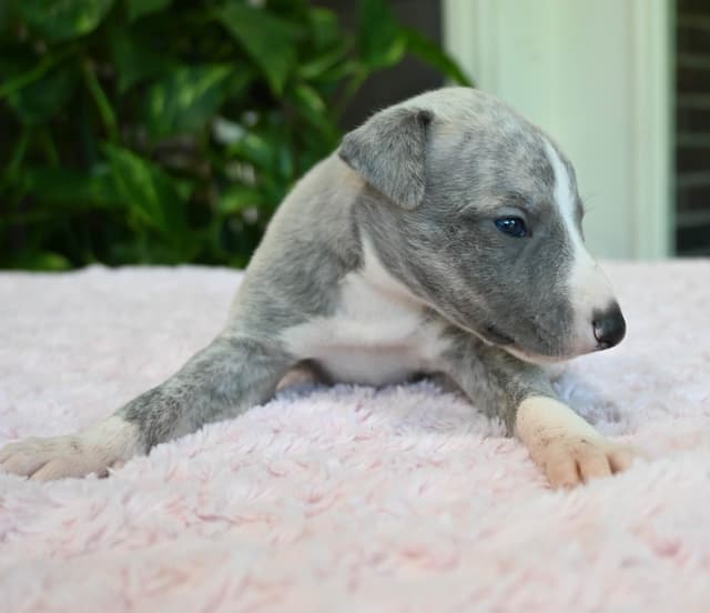 Whippet Puppies media 13
