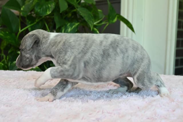 Whippet Puppies media 14