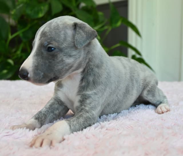 Whippet Puppies media 15