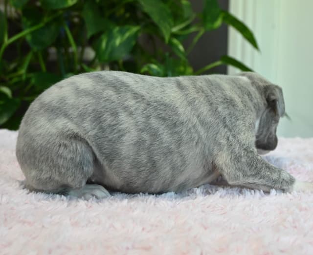 Whippet Puppies media 16