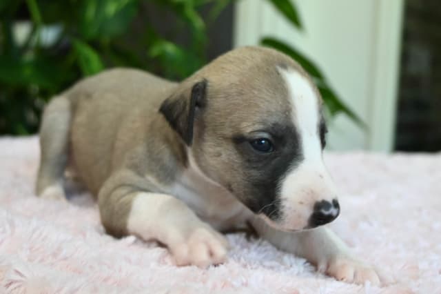 Whippet Puppies media 17