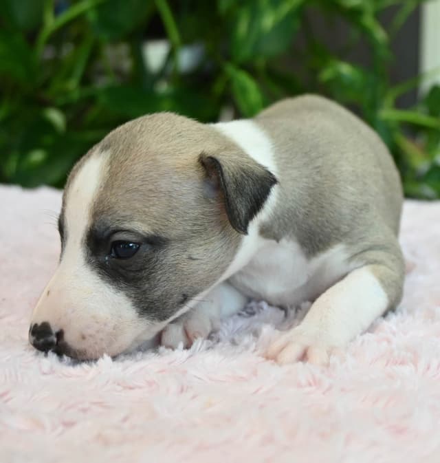 Whippet Puppies media 18