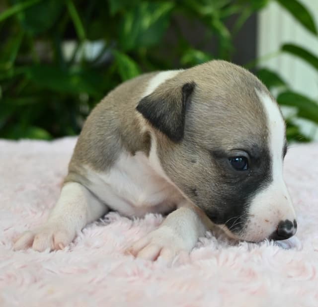 Whippet Puppies media 19